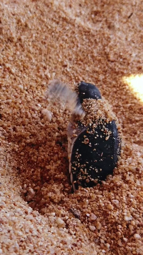 Vertical View Of A Sea Turtle Hatchling Emerging From Sand On Coastal Beaches Stock Footage 337121618
