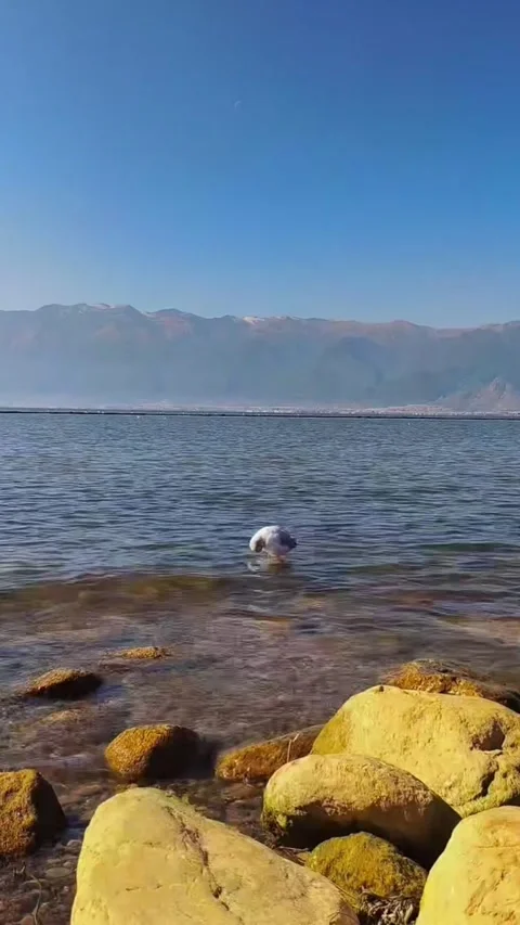 Vertical View of a Seagull on Erhai Lake Shore with Ambient Nature Sounds Vídeos de archivo 330146992