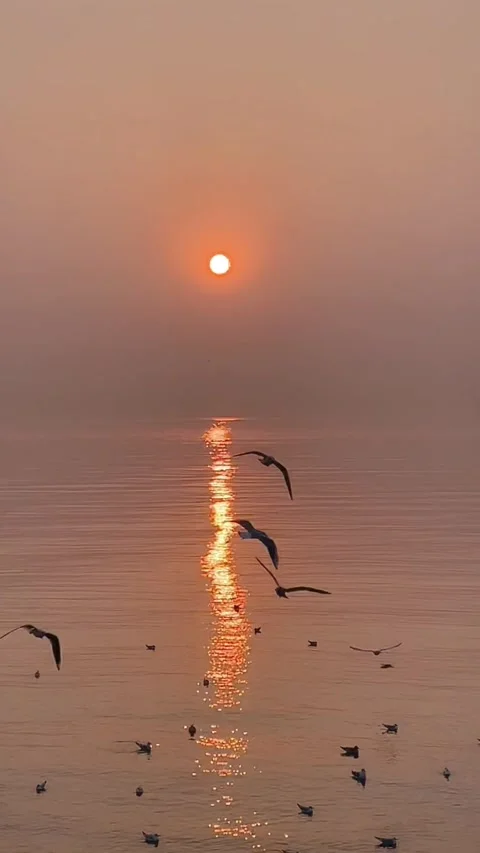 Vertical View of Seagulls Flying Over the Ocean During a Golden Sunrise Stock Footage 330147733