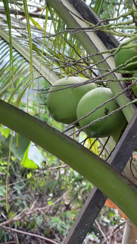 Vertical view of several green coconuts growing beneath long curved leaves on a Stock Footage 331445830