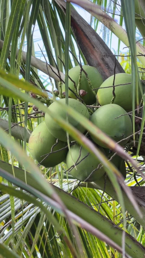 Vertical view of several green coconuts positioned among long palm leaves with Video stock 335443219