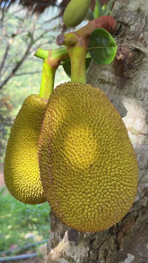 Vertical view of several jackfruit fruits hanging from a branch against thick Vídeos de archivo 331011383