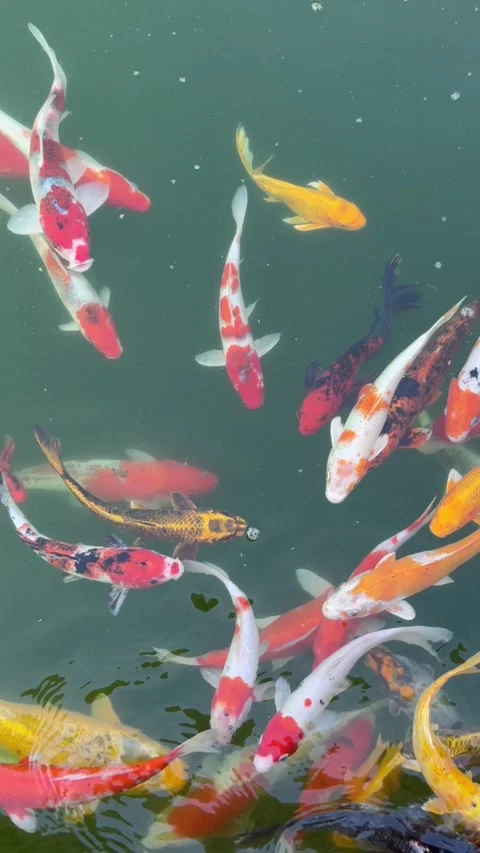 Vertical view of several multicolored carp moving slowly through water with Stock Footage 329372619