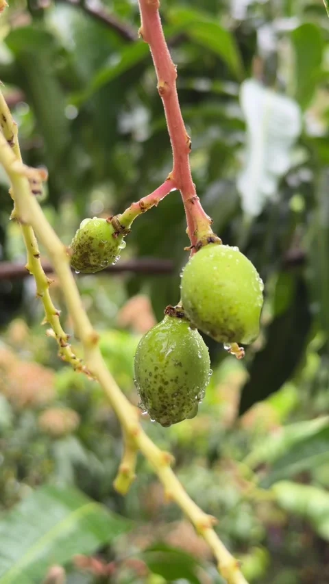 Vertical view of several young mango fruits growing on a branch after rainfall Stock Footage 331078917