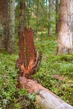Vertical View of a Shattered Rotting Pine Stump in a Forest Stock Photos