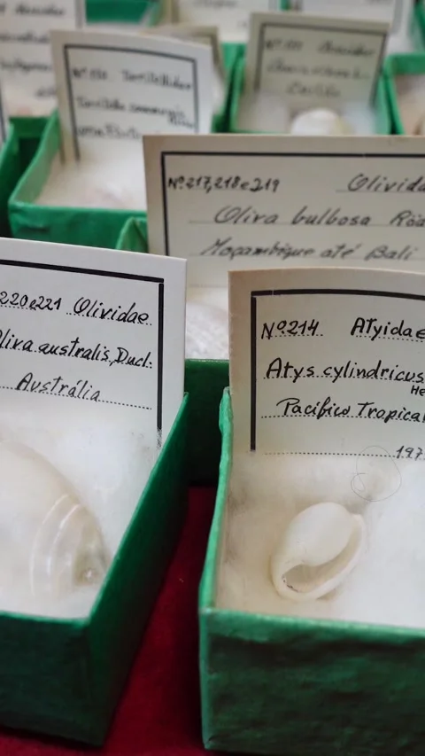 Vertical View of Shell Collection 01 Stock Footage 304437025