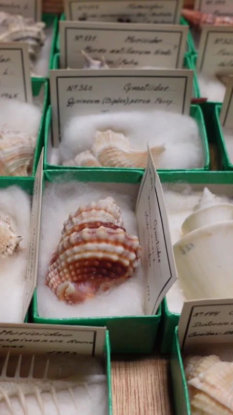 Vertical View of Shell Collection 02 Stock Footage 304436951