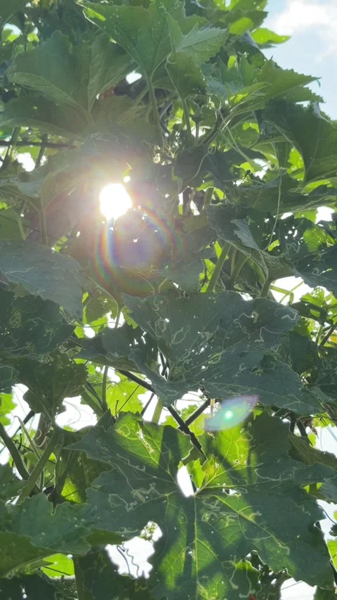 Vertical view shows bright sunlight passing through dense plantation foliage 動画素材 332554613