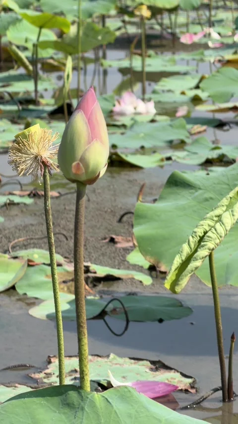 Vertical view shows broad lotus cultivation zone covering still water surface Stock Footage 335759762