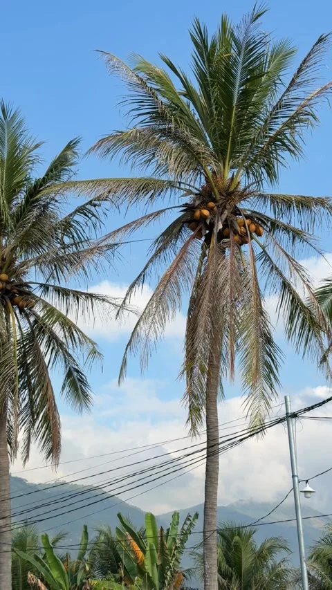 Vertical view shows a coconut cluster hanging beneath palm foliage against Stockbeeldmateriaal 333465526