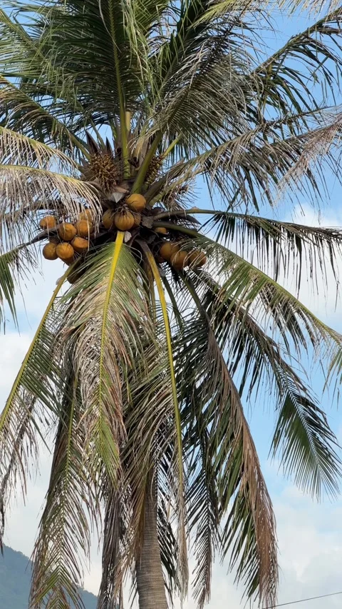 Vertical view shows a coconut cluster hanging within palm foliage against open Stock Footage 335377934