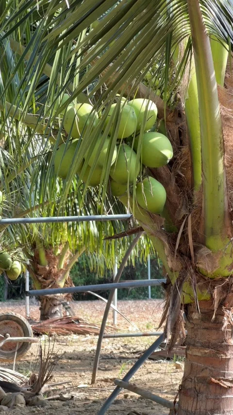 Vertical view shows a coconut cluster positioned within palm crowns surrounded Stock Footage 335759888