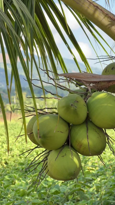 Vertical view shows a coconut cluster hanging on a palm tree above cultivated fa Stock Footage 338000652