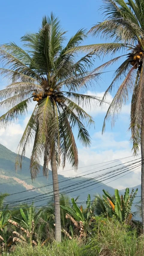 Vertical view shows coconuts beneath palm crowns against blue sky and distant mo Stock Footage 338000654