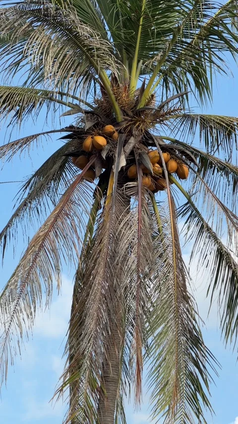 Vertical view shows coconuts growing at the top of a palm crown beneath arching Vidéo 333402561