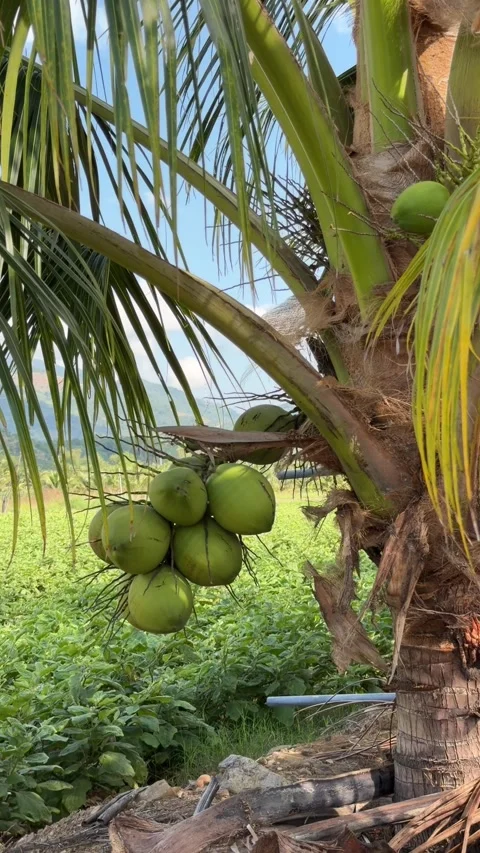 Vertical view shows coconuts hanging beneath palm crowns within layered foliage Vidéo 333578790