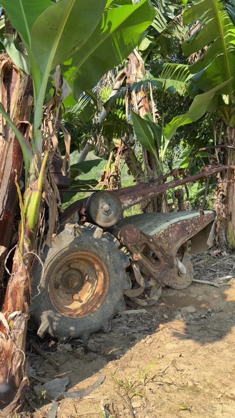 Vertical view shows a compact soil tiller standing beside a banana tree within a 库存影片 333197908