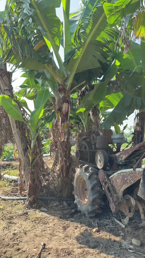 Vertical view shows a compact walk behind tractor positioned between banana Stock Footage 336236829