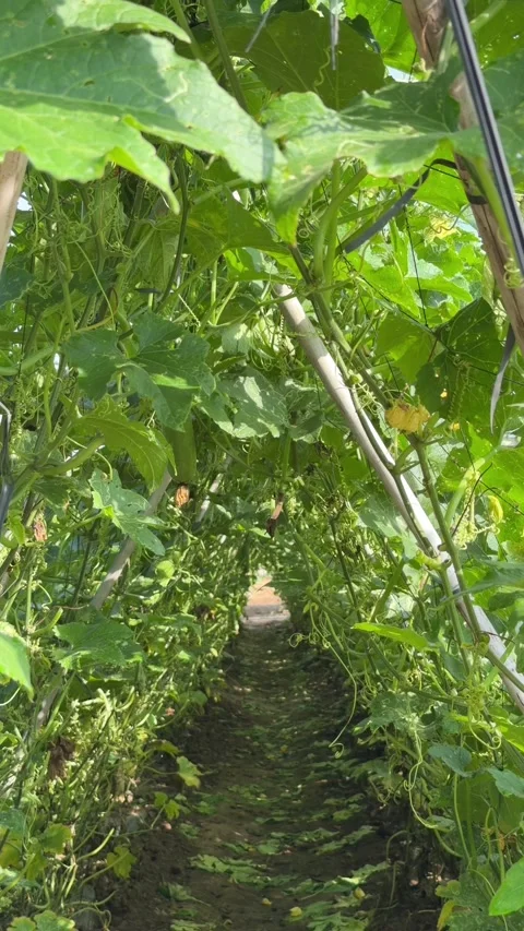 Vertical view shows curling luffa shoots spreading across bamboo frames forming 库存影片 334417496