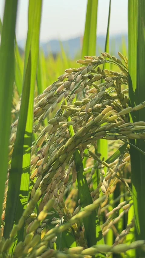 Vertical view shows dense rice ears arranged along vertical stems across Stock Footage 335206147