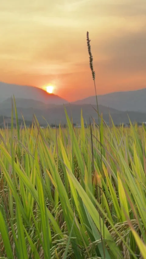 Vertical view shows evening sun disappearing behind mountain silhouettes above Stock Footage 335206259