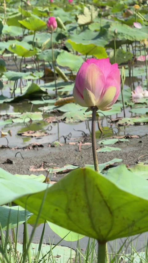 Vertical view shows extensive cultivated lotus growing area covering shallow Stock Footage 334854386