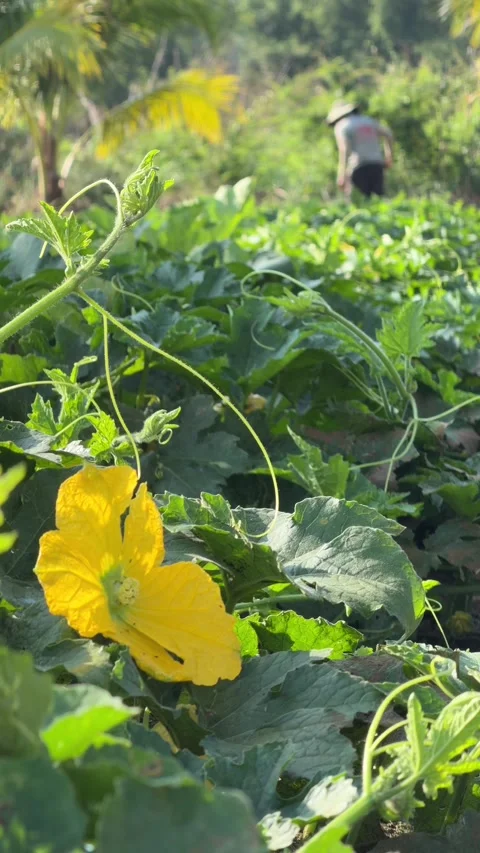 Vertical view shows a farmer checking cucumber growth across cultivated plantati Stock Footage 338000723