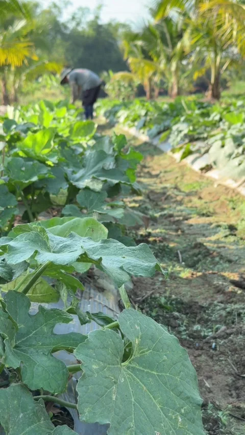 Vertical view shows a farmer examining cucumbers among dense leaves along 動画素材 333910295