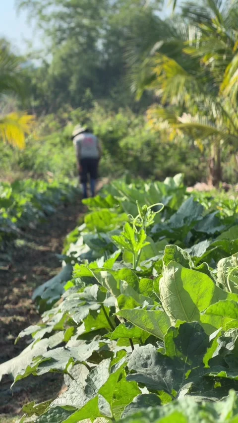 Vertical view shows a farmer observing cucumber plants across cultivated Stockbeeldmateriaal 332724070