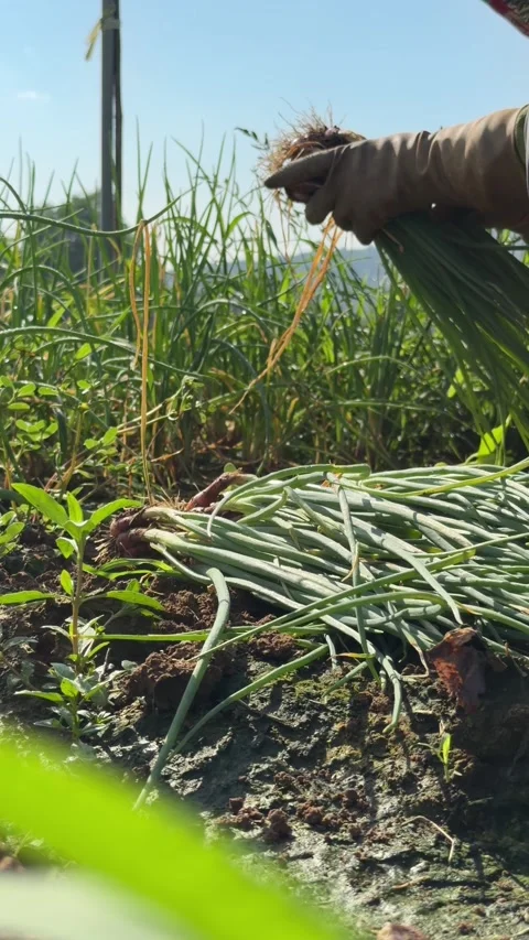 Vertical view shows a farmer pulling green onions from cultivated soil during 動画素材 333578891