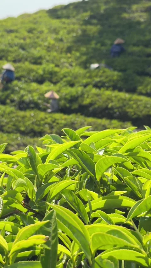 Vertical view shows farmers maintaining tea bushes between plantation rows Видео 334661285