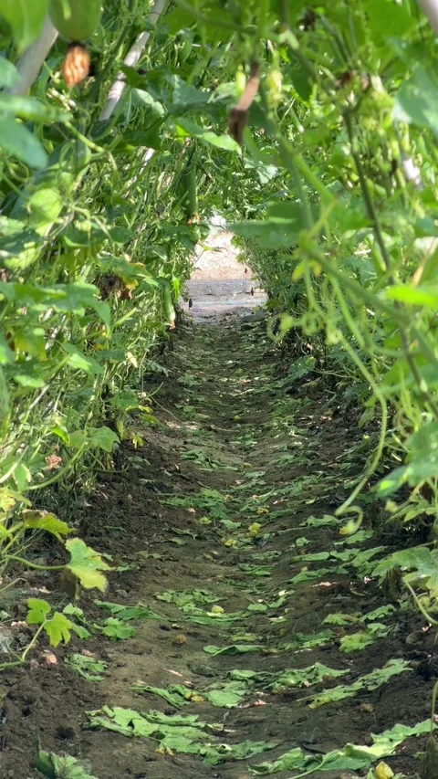 Vertical view shows green climbing luffa stems wrapping around bamboo support 動画素材 332554610