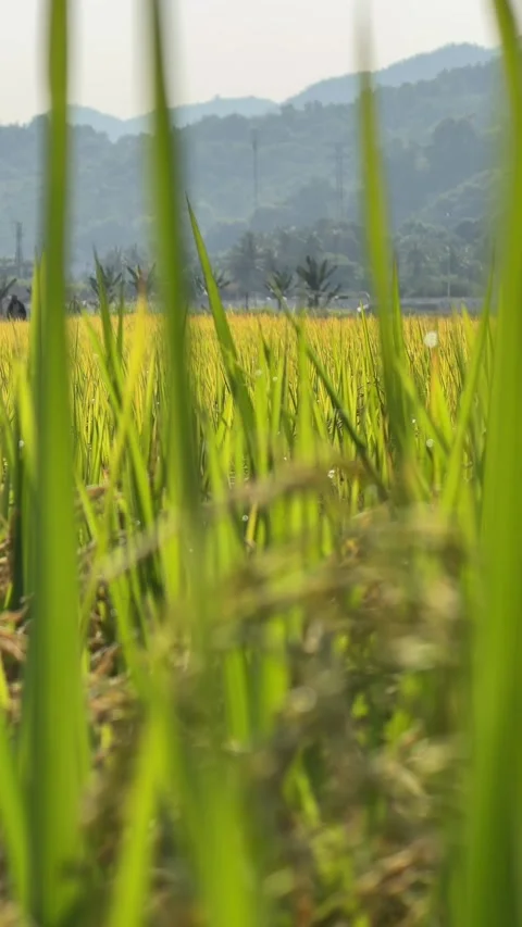Vertical view shows heavy grain panicles attached to tall stems across 库存影片 334417064