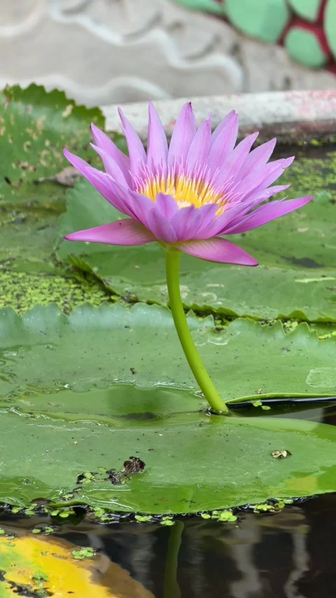 Vertical view shows lotus bud rising on a slender stem among aquatic foliage acr 스톡 동영상 338001319