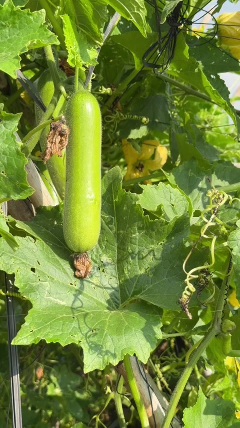 Vertical view shows a mature luffa fruit suspended from a curling stem fixed to 動画素材 333402646