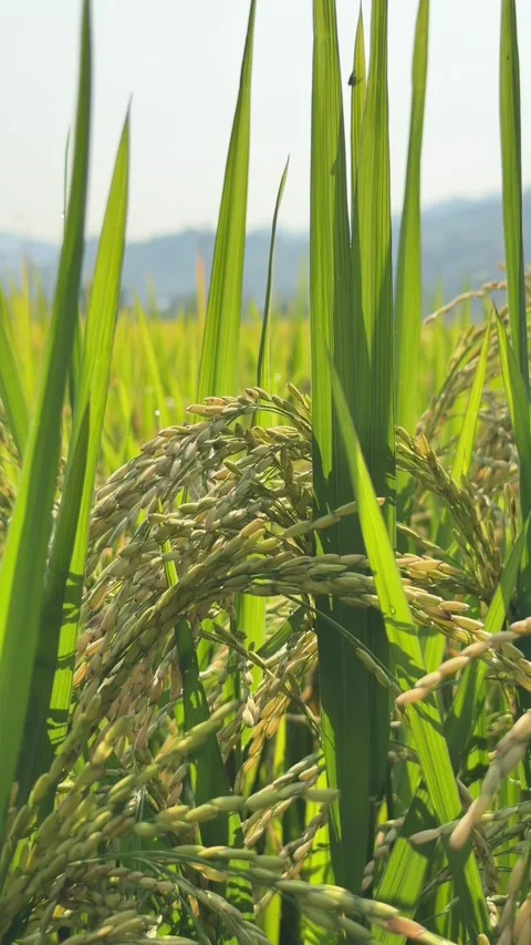 Vertical view shows mature rice grains hanging from stems in cultivated farmland 库存影片 333578596