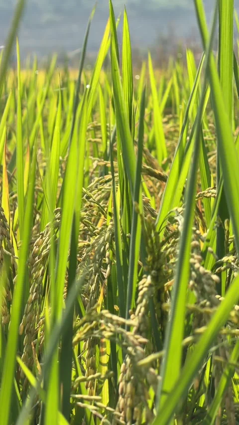 Vertical view shows mature rice plants moving slightly in wind across cultivated Stock Footage 334854050
