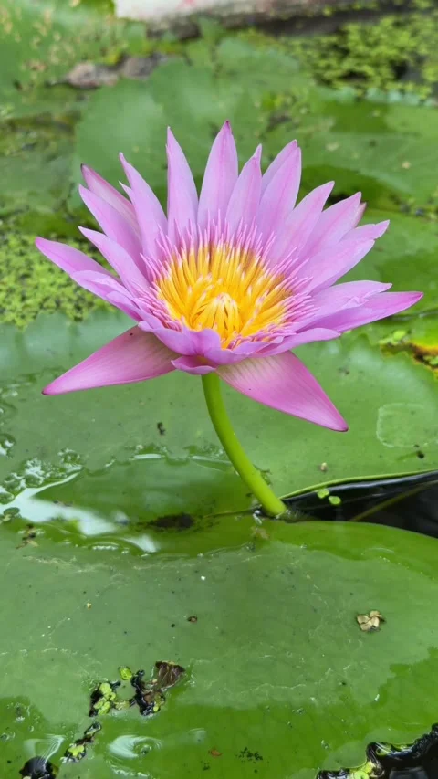 Vertical view shows pink lotus flower elevated above aquatic foliage across pond 库存影片 333046547