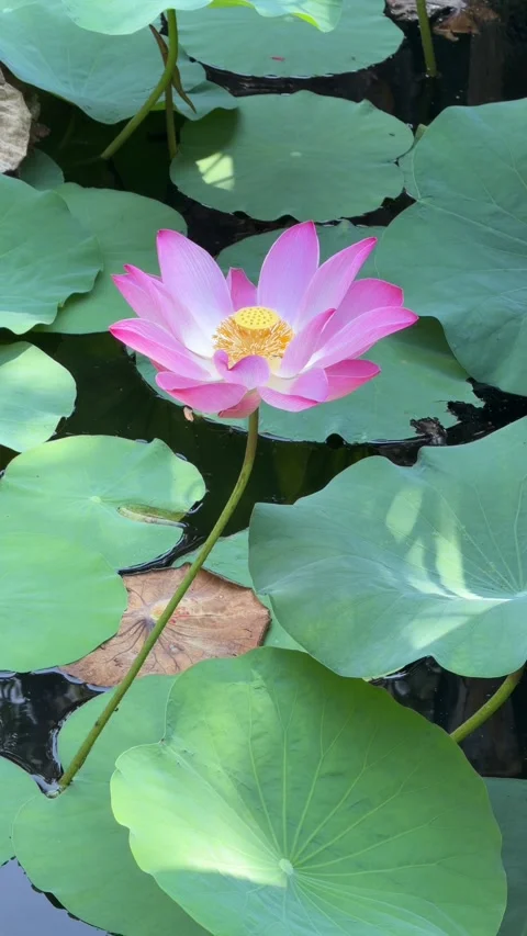 Vertical view shows pink lotus flower rising above layered aquatic foliage Stockbeeldmateriaal 333402548