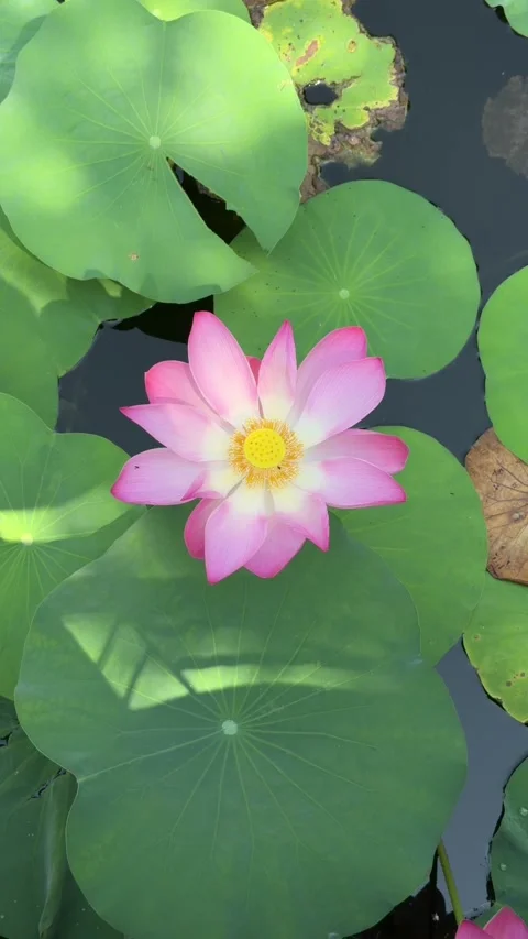 Vertical view shows pink lotus flower open among aquatic foliage across still Stock Footage 334854251