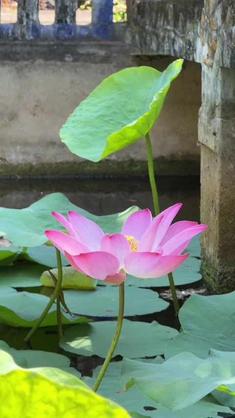 Vertical view shows pink lotus flower extending above aquatic foliage across Stock Footage 335940162