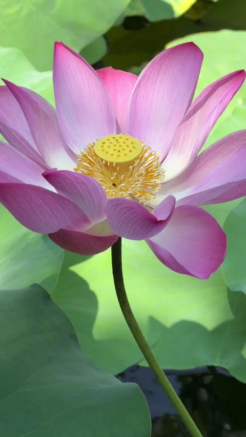 Vertical view shows pink lotus flower in close perspective among aquatic foliage Stock Footage 339279394