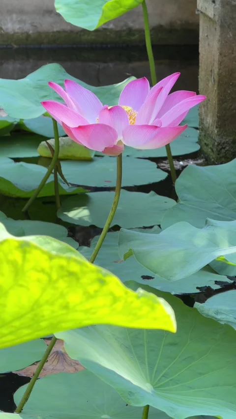 Vertical view shows pink lotus flower positioned beside an upright leaf across r Video stock 340150141