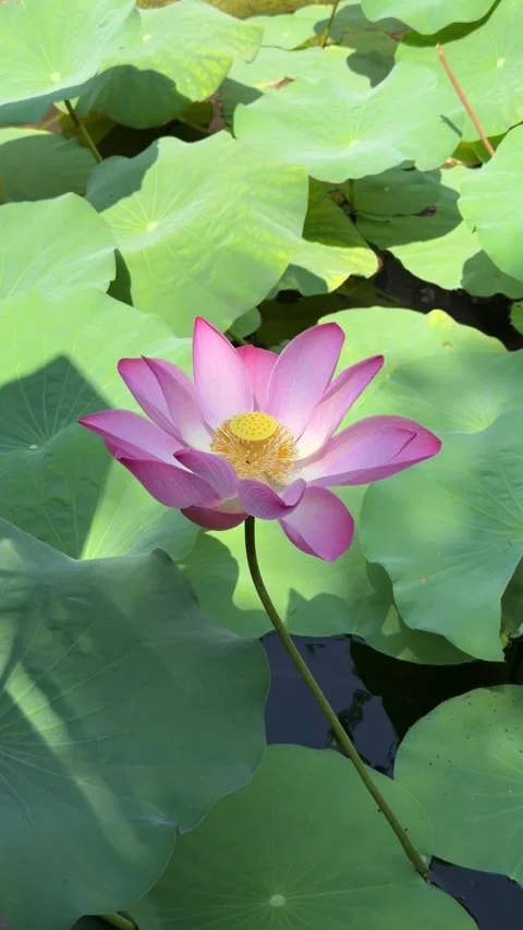 Vertical view shows pink lotus flower rising on a long stem above surrounding fo Stock Footage 341407894
