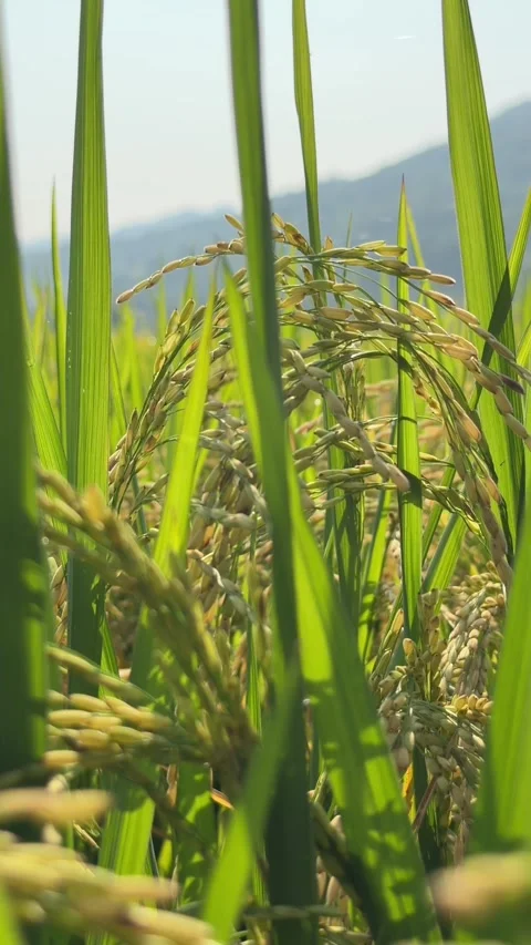 Vertical view shows ripe rice clusters bending along stems under grain weight du 스톡 동영상 341407988