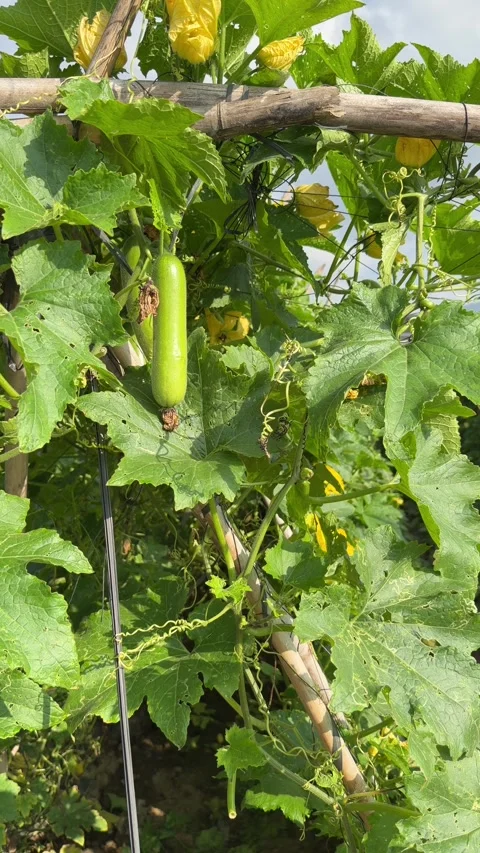 Vertical view shows a ripening luffa fruit hanging from a climbing stem attached Video stock 335940224