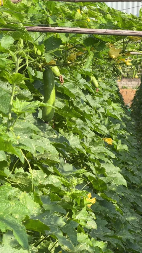 Vertical view shows several luffa fruits among intertwined climbing stems Stock-Footage 335377986