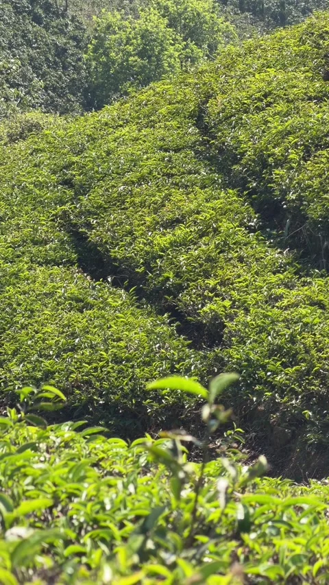Vertical view shows structured tea bush rows extending across plantation slopes 库存影片 333125003