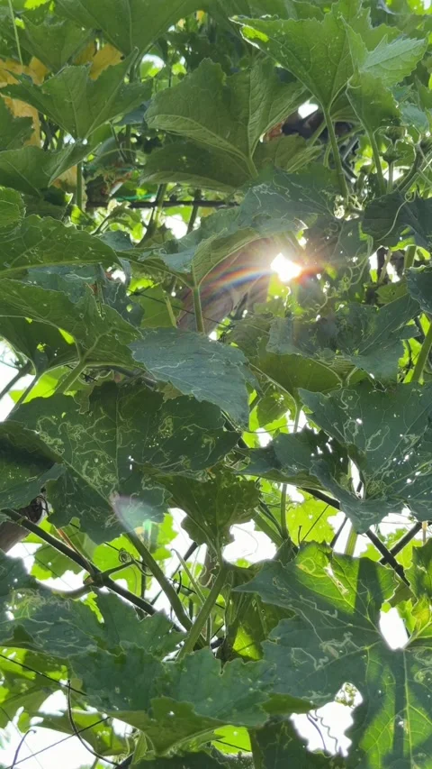 Vertical view shows sun rays filtering through thick plantation leaves forming l Video stock 338000713