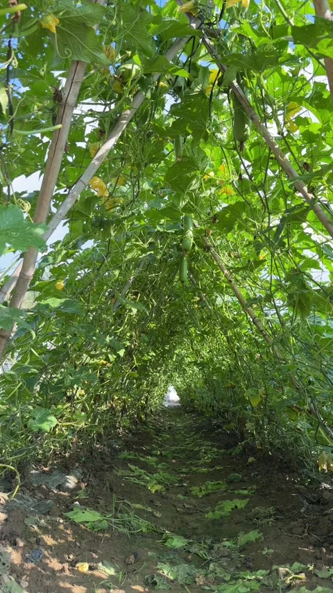 Vertical view shows thick luffa shoots wrapping around vertical bamboo Видео 332724031